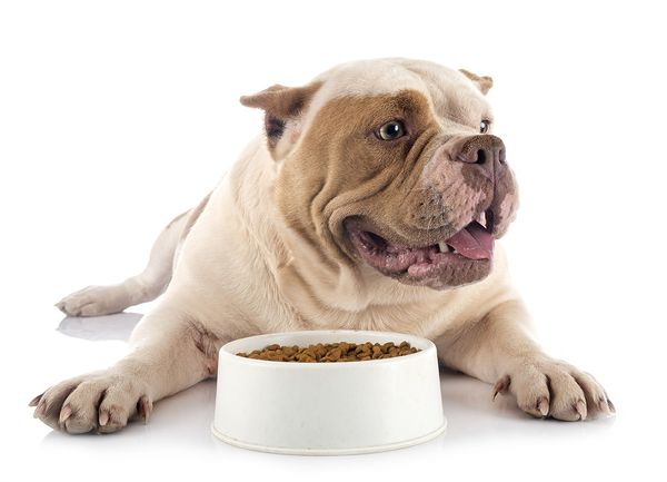 Basic Bulldog Nutrition